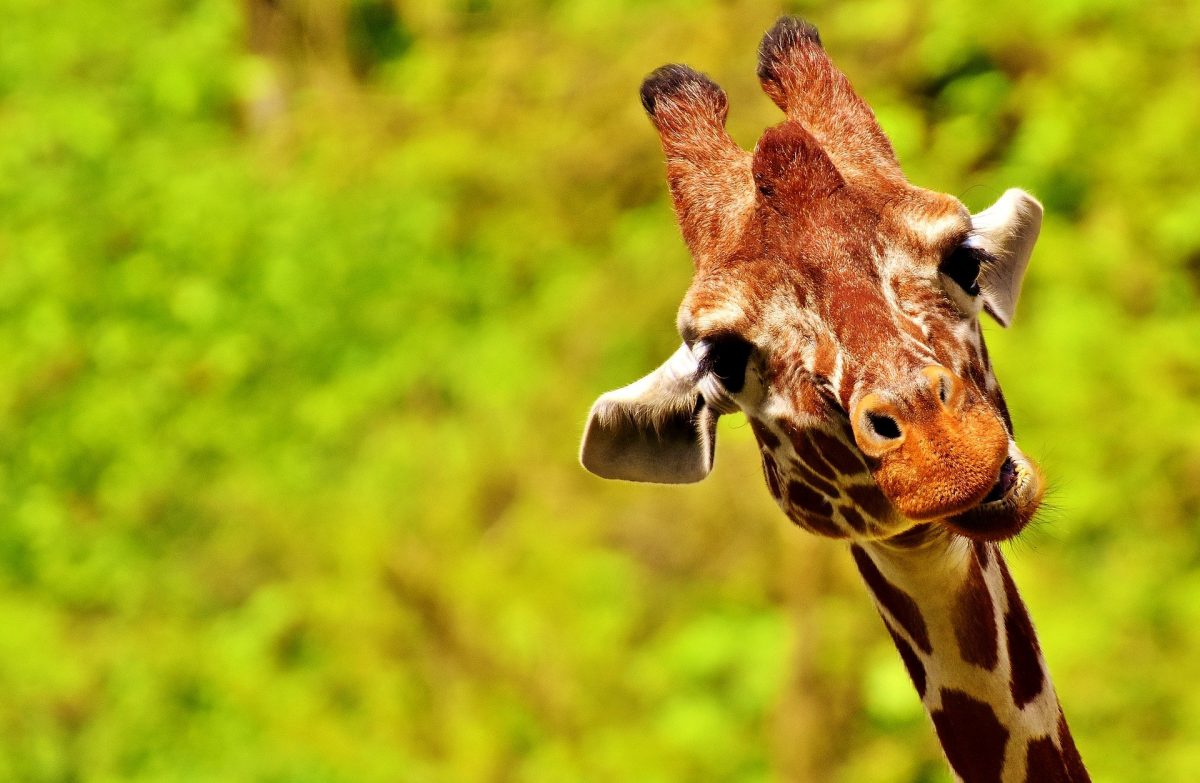 Giraffe die direkt in die Kamera schaut